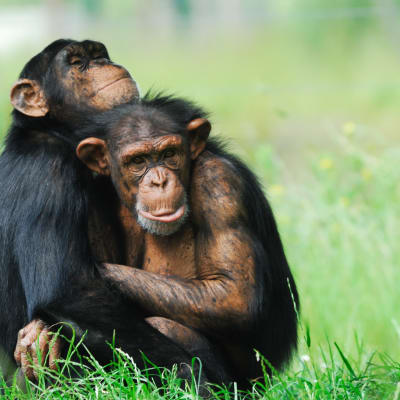 Två schimpanser kramas.