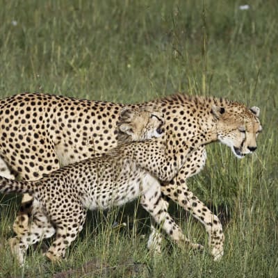 Två geparder