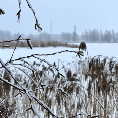 Kvistar täckta av blötsnö syns i förgrunden, i bakgrunden ett landskap med snöfall.