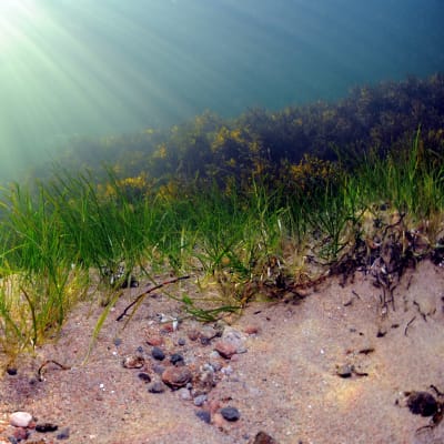 Ålgräs på havbotten i sand. Stenar också på botten. Solen lyser genom vattnet.