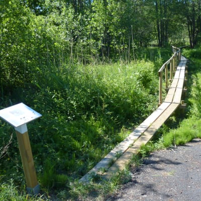 Efter Skärgårdsvägen fortsätter Westerholmstigen in i skogen.