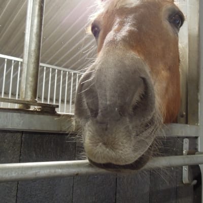 En brun häst tittar ut från båset.