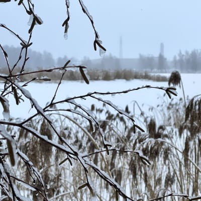 Kvistar täckta av blötsnö syns i förgrunden, i bakgrunden ett landskap med snöfall.