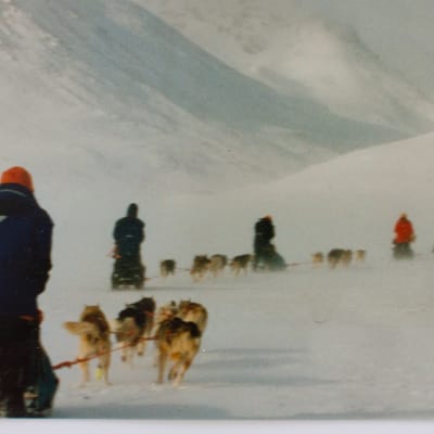 Neljä koiravaljakkoa vuoristoisessa ja lumisessa maastossa selkäpuolelta kuvattuna.