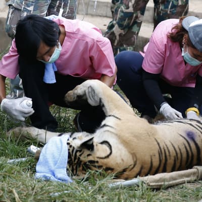 Kaksi eläinlääkäriä tutkii rauhoitettua tiikeriä.