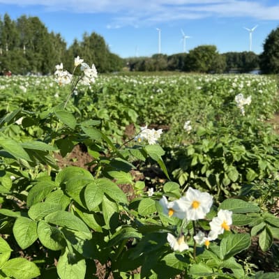 Perunapelto, jossa runsaasti vihreitä lehtiä ja valkoisia kukkia, joissa on keltainen keskusta. Kaukana taustalla puita ja joki.