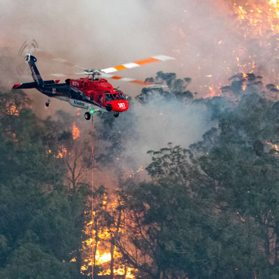 Helikopter bekämpar skogsbränder i delstaten Victoria, Australien. 