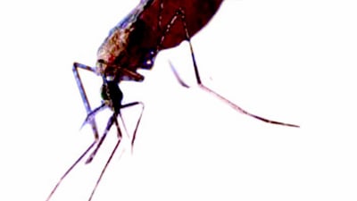 En malariamygga