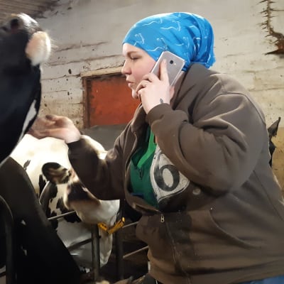 Emmi Tissari rapsuttaa lehmää navetassa ja puhuu samalla kännykkään.