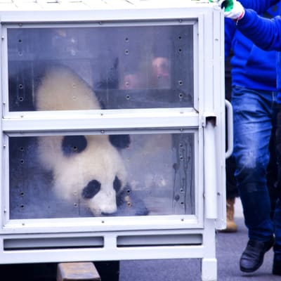 Jättepandan Jin Bao Bao i en bur på Helsingfors-Vanda flygstation