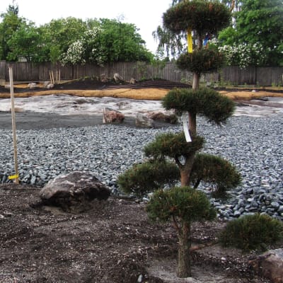 Den halvfärdiga japanska trädgården i Borgå 12.6.2012