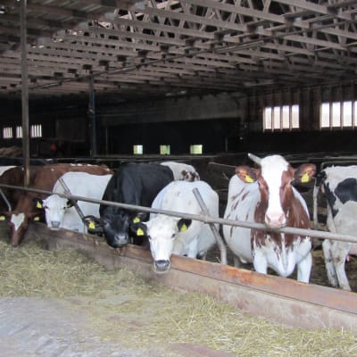 Bjarne Maras producerar ekologisk mjölk.