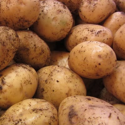potatis