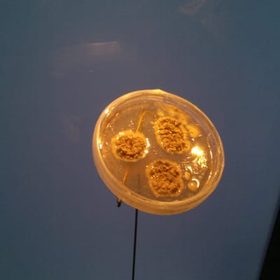 Alexander Flemmings mögel på Nobelmuseet