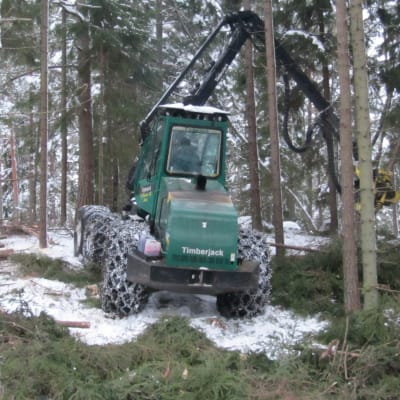 Skogsavverkning i Ingå.