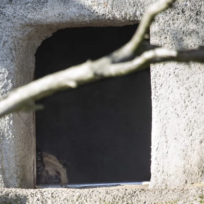 En brunbjörns huvud syns i mynningen av en konstgjord grotta. den ser trött ut.