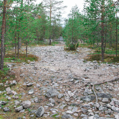 Kivikolle kulunut vaellusreitti Rovaniemen Ounasvaaralla.