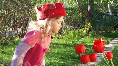 Freja Colerus tittar på röda tulpaner.