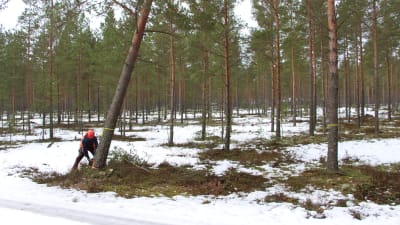 Bengt Fagerlund fäller en tall vid Harparskoglinjen