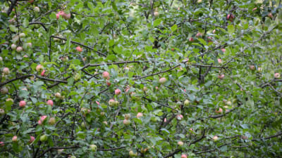 Äpplen i ett träd