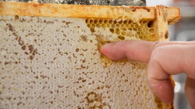 Tomas Bruce provsmakar honungen från bikakan