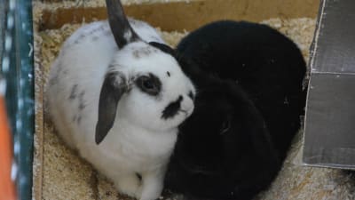 Två kaniner i en öppen bur