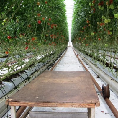 Rader av tomatplantor i ett växthus.