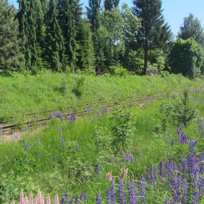 Lupiner vid järnvägsräls i Lovisa
