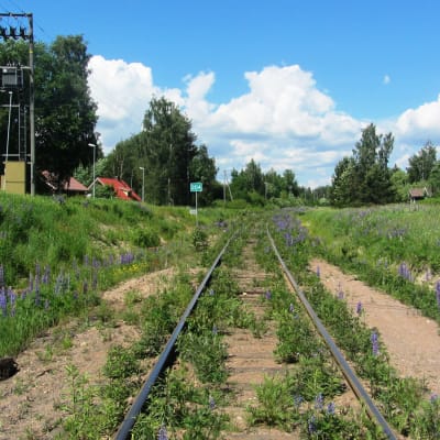 Lupiner vid järnvägsräls i Lovisa