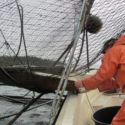 fiskare med ryssja