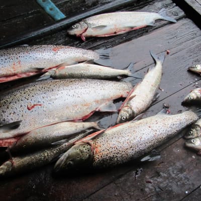 fisk