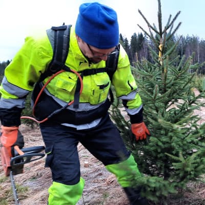 mies tutkii joulukuusta