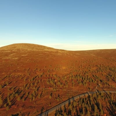 Kuvassa ruskaista maisemaa aurinkoisena päivänä Pallas-Yllästunturin kansallispuistossa.