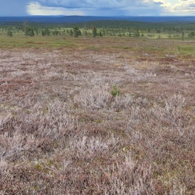 Metsämittarin tuhoja varvikossa Sillavaarassa Pallas-Yllästunturin kansallispuistossa. 