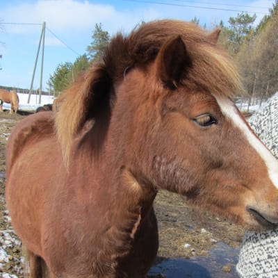Raatesalmen uusi isäntä Vesa Varpa opettelee hevosenhoitoa.