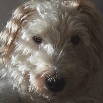 Ansikte av en hund