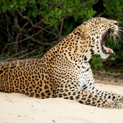 Avaran luonnon dokumenttisarja kertoo Sri Lankan ainutlaatuisesta luonnosta.