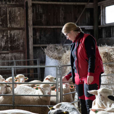 Helena Pesonen aitauksessa lampaiden kanssa.