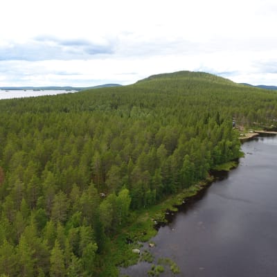 Kemijärvi hakkauttaa luontopolun metsää
