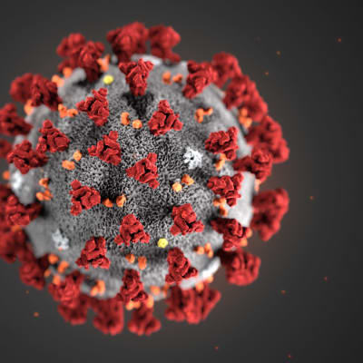 bild på coronavirus