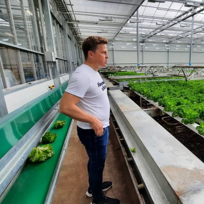 Robert Jordas blickar ut över sitt växthus i Lappträsk.