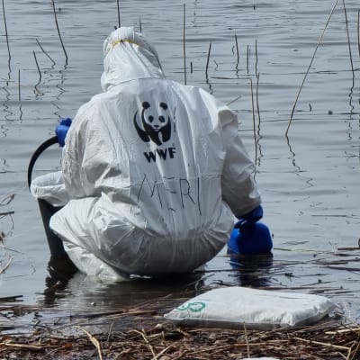 WWF vapaaehtoiset putsaavat Kemiran öljyvuodon vahinkoja Saimaan rannalla Joutsenossa