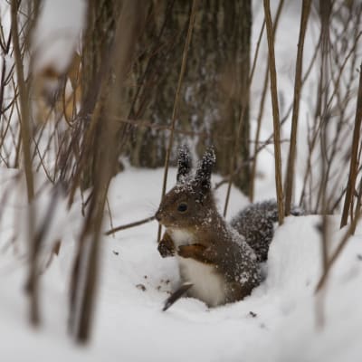 En ekorre står i snön i en buske.