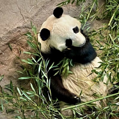 En panda äter bambu.