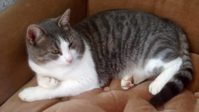 Sandströms katt