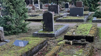 Mossbelupna gravar på den äldsta delen av Hangö Nya begravningsplats.