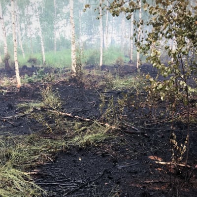 Metsäpalon polttamaa maisemaa Muhoksen Tikkalanperällä 2020.