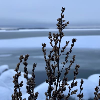 kasvi meren rannalla lumessa