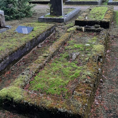 Mossbelupna gravar på den äldsta delen av Hangö Nya begravningsplats.