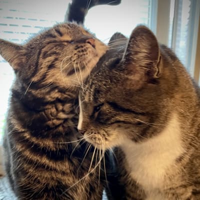kissat puskevat toisiaan kissatalossa